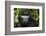 Mountain gorilla. Bwindi Impenetrable Forest. Uganda-Roger De La Harpe-Framed Photographic Print