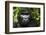 Mountain gorilla. Bwindi Impenetrable Forest. Uganda-Roger De La Harpe-Framed Photographic Print