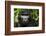 Mountain gorilla. Bwindi Impenetrable Forest. Uganda-Roger De La Harpe-Framed Photographic Print