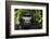 Mountain gorilla. Bwindi Impenetrable Forest. Uganda-Roger De La Harpe-Framed Photographic Print