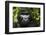 Mountain gorilla. Bwindi Impenetrable Forest. Uganda-Roger De La Harpe-Framed Photographic Print