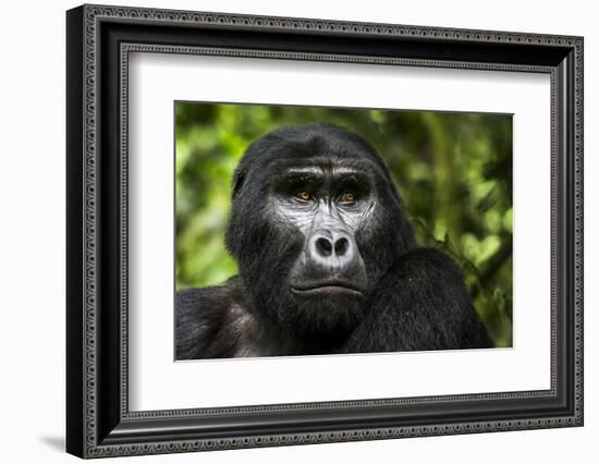 Mountain gorilla. Bwindi Impenetrable Forest. Uganda-Roger De La Harpe-Framed Photographic Print