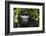 Mountain gorilla. Bwindi Impenetrable Forest. Uganda-Roger De La Harpe-Framed Photographic Print