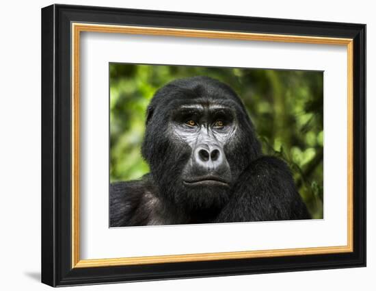 Mountain gorilla. Bwindi Impenetrable Forest. Uganda-Roger De La Harpe-Framed Photographic Print