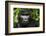 Mountain gorilla. Bwindi Impenetrable Forest. Uganda-Roger De La Harpe-Framed Photographic Print