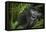 Mountain gorilla. Bwindi Impenetrable Forest. Uganda-Roger De La Harpe-Framed Premier Image Canvas