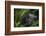 Mountain gorilla. Bwindi Impenetrable Forest. Uganda-Roger De La Harpe-Framed Photographic Print