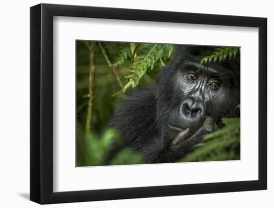 Mountain gorilla. Bwindi Impenetrable Forest. Uganda-Roger De La Harpe-Framed Photographic Print