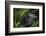 Mountain gorilla. Bwindi Impenetrable Forest. Uganda-Roger De La Harpe-Framed Photographic Print