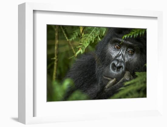 Mountain gorilla. Bwindi Impenetrable Forest. Uganda-Roger De La Harpe-Framed Photographic Print