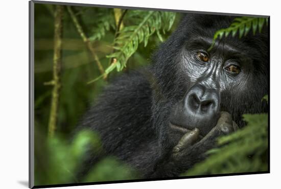 Mountain gorilla. Bwindi Impenetrable Forest. Uganda-Roger De La Harpe-Mounted Photographic Print