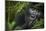 Mountain gorilla. Bwindi Impenetrable Forest. Uganda-Roger De La Harpe-Mounted Photographic Print