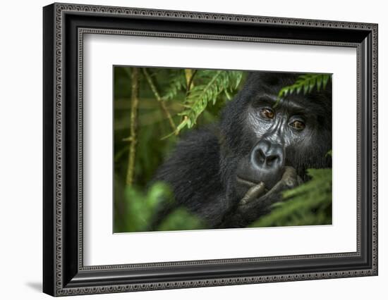 Mountain gorilla. Bwindi Impenetrable Forest. Uganda-Roger De La Harpe-Framed Photographic Print