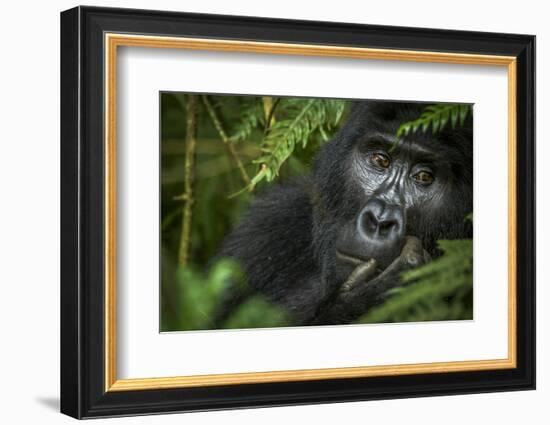 Mountain gorilla. Bwindi Impenetrable Forest. Uganda-Roger De La Harpe-Framed Photographic Print