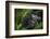 Mountain gorilla. Bwindi Impenetrable Forest. Uganda-Roger De La Harpe-Framed Photographic Print