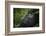 Mountain gorilla. Bwindi Impenetrable Forest. Uganda-Roger De La Harpe-Framed Photographic Print