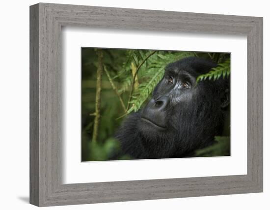 Mountain gorilla. Bwindi Impenetrable Forest. Uganda-Roger De La Harpe-Framed Photographic Print