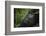 Mountain gorilla. Bwindi Impenetrable Forest. Uganda-Roger De La Harpe-Framed Photographic Print