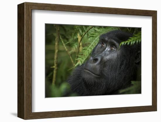 Mountain gorilla. Bwindi Impenetrable Forest. Uganda-Roger De La Harpe-Framed Photographic Print