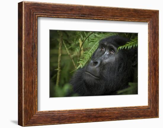 Mountain gorilla. Bwindi Impenetrable Forest. Uganda-Roger De La Harpe-Framed Photographic Print