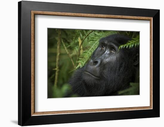 Mountain gorilla. Bwindi Impenetrable Forest. Uganda-Roger De La Harpe-Framed Photographic Print