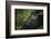 Mountain gorilla. Bwindi Impenetrable Forest. Uganda-Roger De La Harpe-Framed Photographic Print