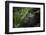 Mountain gorilla. Bwindi Impenetrable Forest. Uganda-Roger De La Harpe-Framed Photographic Print