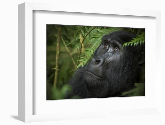 Mountain gorilla. Bwindi Impenetrable Forest. Uganda-Roger De La Harpe-Framed Photographic Print