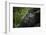 Mountain gorilla. Bwindi Impenetrable Forest. Uganda-Roger De La Harpe-Framed Photographic Print