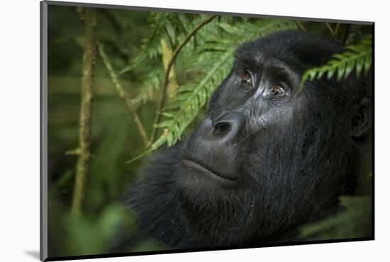 Mountain gorilla. Bwindi Impenetrable Forest. Uganda-Roger De La Harpe-Mounted Photographic Print