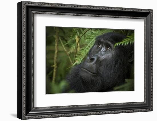 Mountain gorilla. Bwindi Impenetrable Forest. Uganda-Roger De La Harpe-Framed Photographic Print