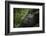 Mountain gorilla. Bwindi Impenetrable Forest. Uganda-Roger De La Harpe-Framed Photographic Print