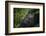 Mountain gorilla. Bwindi Impenetrable Forest. Uganda-Roger De La Harpe-Framed Photographic Print