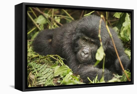 Mountain Gorilla, Bwindi Impenetrable National Park, Uganda, Africa-Janette Hill-Framed Premier Image Canvas