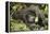 Mountain Gorilla, Bwindi Impenetrable National Park, Uganda, Africa-Janette Hill-Framed Premier Image Canvas