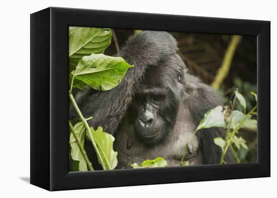 Mountain Gorilla, Bwindi Impenetrable National Park, Uganda, Africa-Janette Hill-Framed Premier Image Canvas