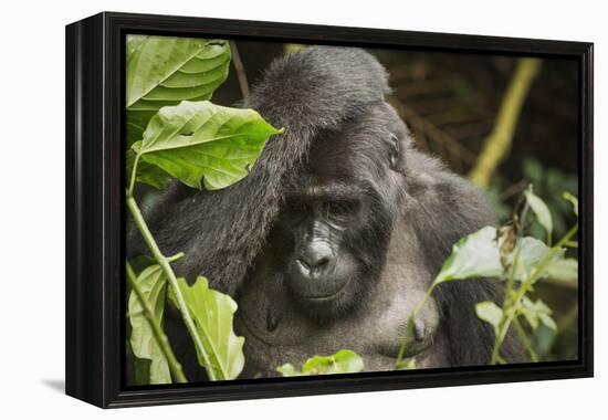 Mountain Gorilla, Bwindi Impenetrable National Park, Uganda, Africa-Janette Hill-Framed Premier Image Canvas