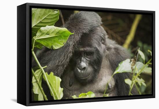 Mountain Gorilla, Bwindi Impenetrable National Park, Uganda, Africa-Janette Hill-Framed Premier Image Canvas