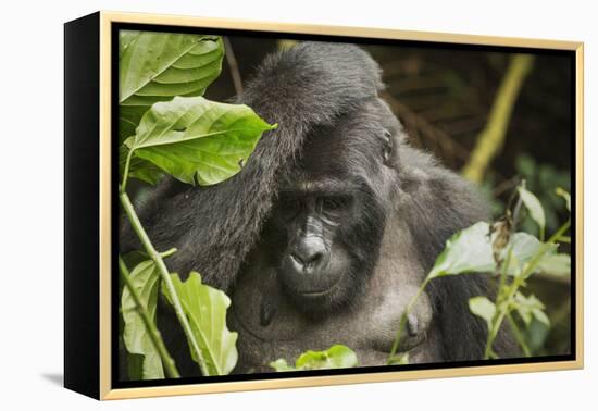 Mountain Gorilla, Bwindi Impenetrable National Park, Uganda, Africa-Janette Hill-Framed Premier Image Canvas