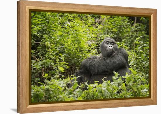 Mountain Gorilla, Bwindi Impenetrable National Park, Uganda, Africa-Janette Hill-Framed Premier Image Canvas