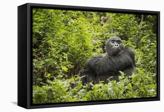 Mountain Gorilla, Bwindi Impenetrable National Park, Uganda, Africa-Janette Hill-Framed Premier Image Canvas