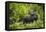 Mountain Gorilla, Bwindi Impenetrable National Park, Uganda, Africa-Janette Hill-Framed Premier Image Canvas