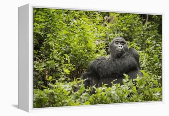 Mountain Gorilla, Bwindi Impenetrable National Park, Uganda, Africa-Janette Hill-Framed Premier Image Canvas