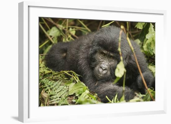 Mountain Gorilla, Bwindi Impenetrable National Park, Uganda, Africa-Janette Hill-Framed Photographic Print