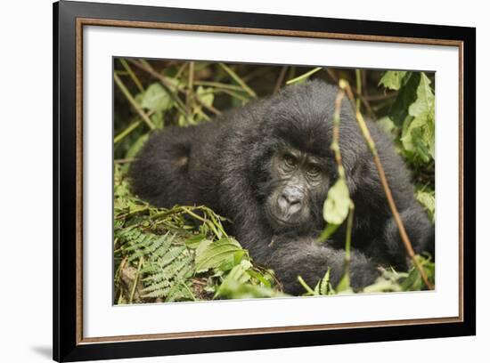 Mountain Gorilla, Bwindi Impenetrable National Park, Uganda, Africa-Janette Hill-Framed Photographic Print