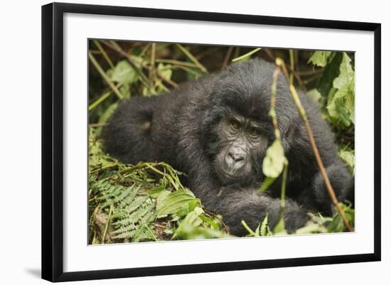 Mountain Gorilla, Bwindi Impenetrable National Park, Uganda, Africa-Janette Hill-Framed Photographic Print