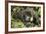 Mountain Gorilla, Bwindi Impenetrable National Park, Uganda, Africa-Janette Hill-Framed Photographic Print