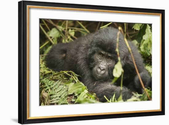 Mountain Gorilla, Bwindi Impenetrable National Park, Uganda, Africa-Janette Hill-Framed Photographic Print