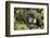 Mountain Gorilla, Bwindi Impenetrable National Park, Uganda, Africa-Janette Hill-Framed Photographic Print