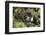 Mountain Gorilla, Bwindi Impenetrable National Park, Uganda, Africa-Janette Hill-Framed Photographic Print